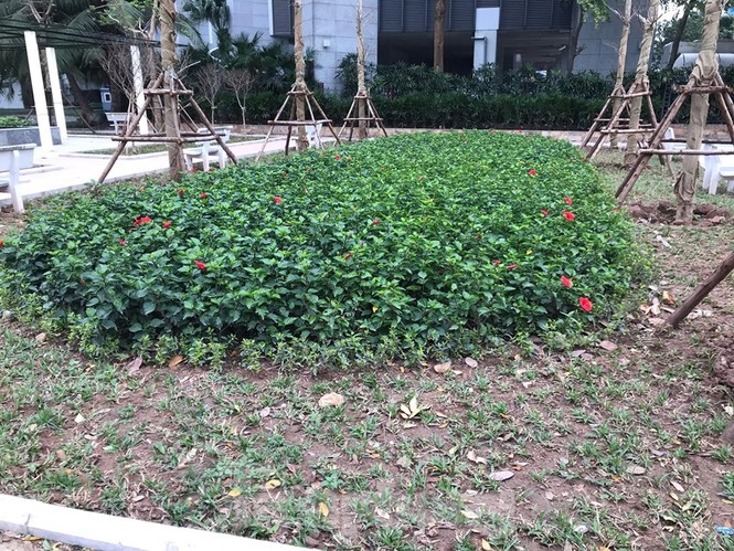 Vừa 'đòi ' được khu đất vàng, dân lại lo DN lấp hồ Thành Công xây chung cư - ảnh 10