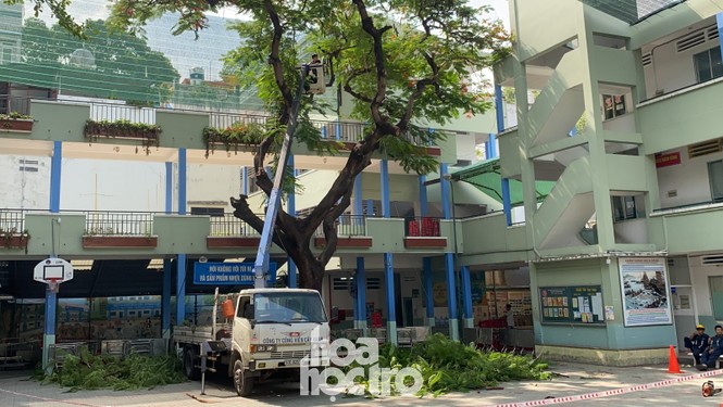 Toàn cảnh vụ cây phượng bật gốc đè vào người học sinh gây thương vong tại trường Bạch Đằng - ảnh 5