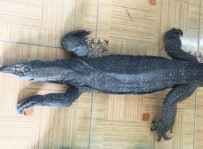 Tàng trữ, mua bán 2 con kỳ đà quý hiếm, bị phạt 330 triệu đồng