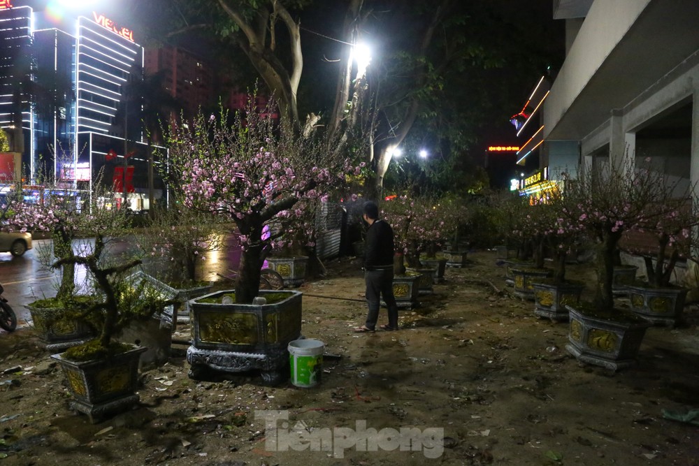 Dân buôn đào, quất: 'Chưa năm nào ế như năm nay' ảnh 1