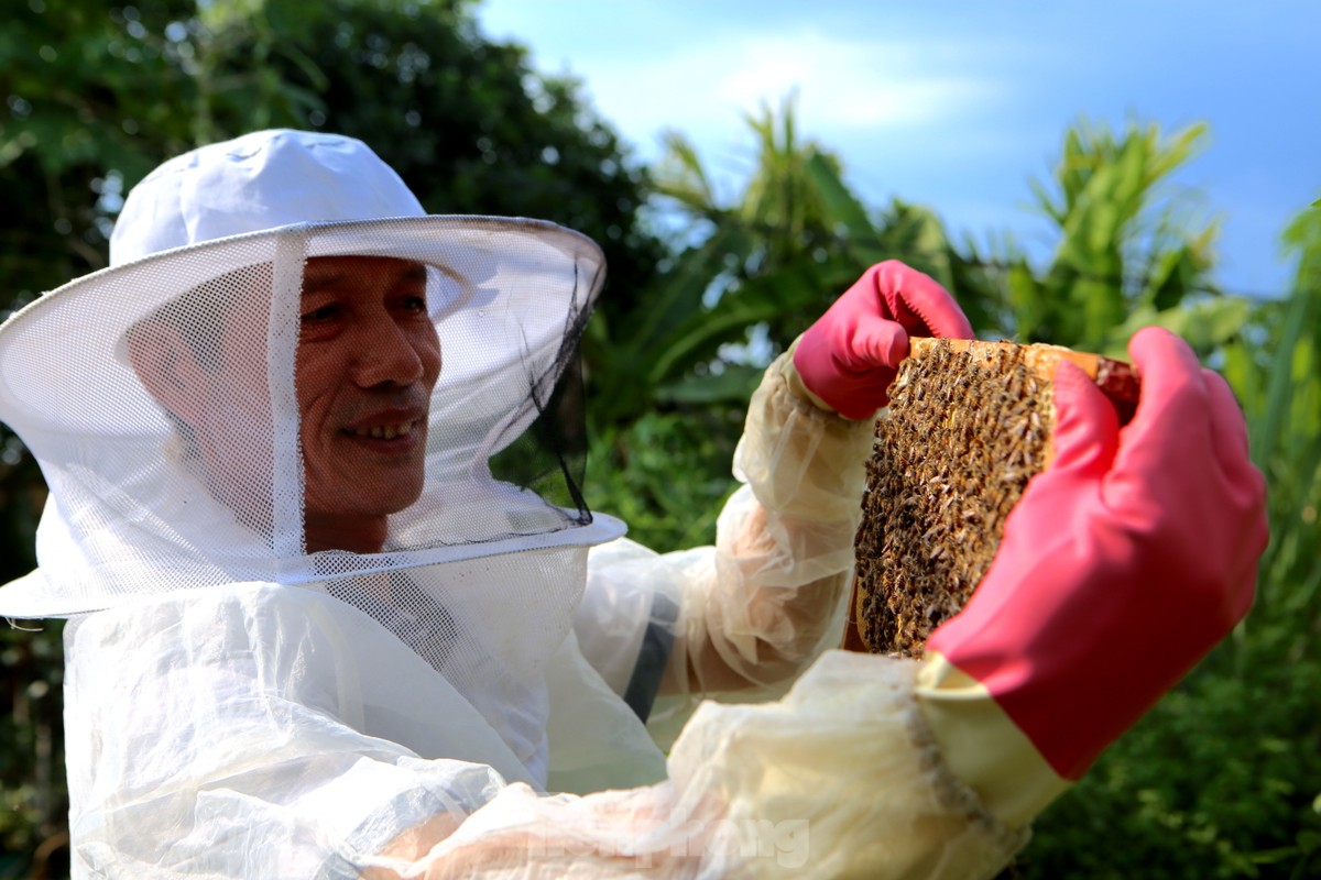 Nghề đưa ong rừng về nuôi lấy mật, mỗi mùa thu hàng chục triệu đồng ảnh 9