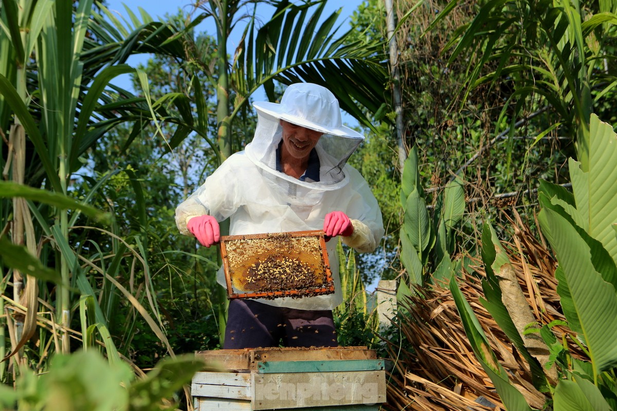 Nghề đưa ong rừng về nuôi lấy mật, mỗi mùa thu hàng chục triệu đồng ảnh 2