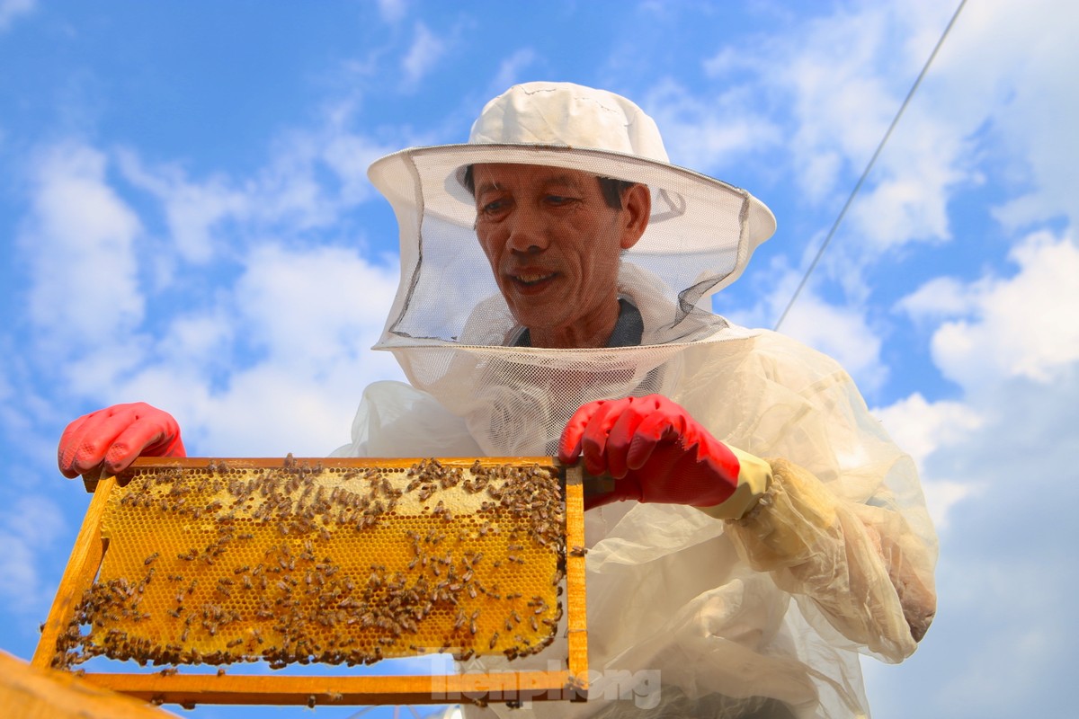 Nghề đưa ong rừng về nuôi lấy mật, mỗi mùa thu hàng chục triệu đồng ảnh 4
