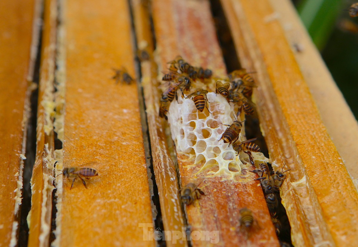 Nghề đưa ong rừng về nuôi lấy mật, mỗi mùa thu hàng chục triệu đồng ảnh 5
