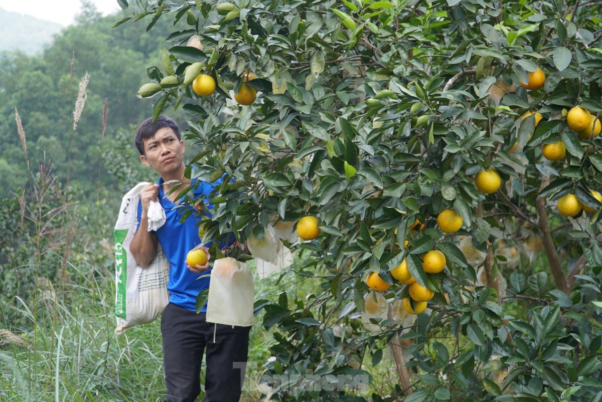 Kỹ sư nông nghiệp về quê trồng cam, mỗi năm thu hàng trăm triệu đồng ảnh 2