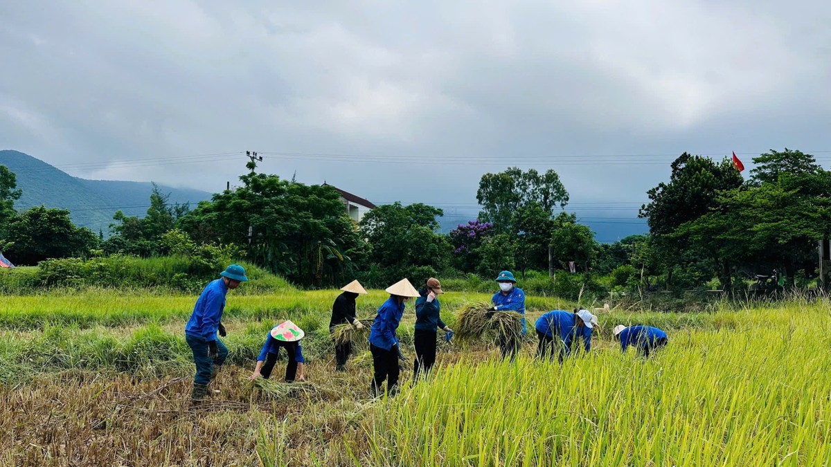 Tuổi trẻ Hà Tĩnh xuống đồng gặt lúa hỗ trợ người dân ảnh 7
