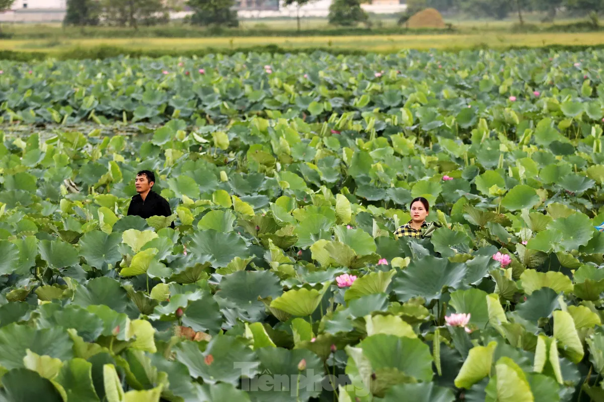 'Biến' vùng đất hoang hóa thành đầm sen thu tiền triệu mỗi ngày ảnh 9