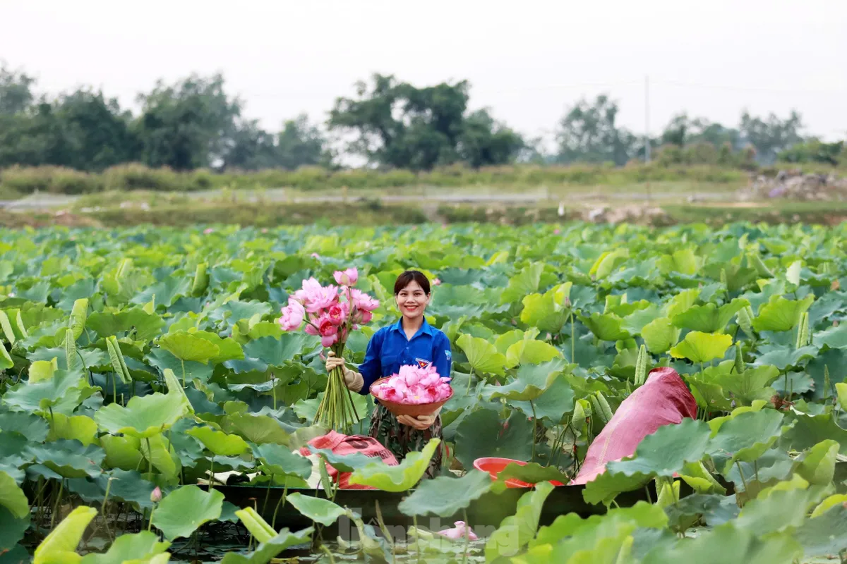 'Biến' vùng đất hoang hóa thành đầm sen thu tiền triệu mỗi ngày ảnh 4