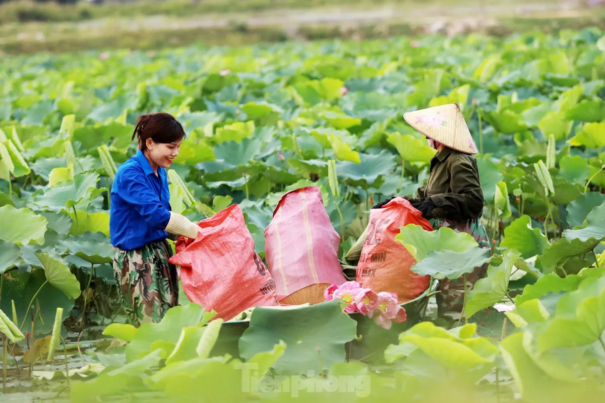 'Biến' vùng đất hoang hóa thành đầm sen thu tiền triệu mỗi ngày ảnh 5