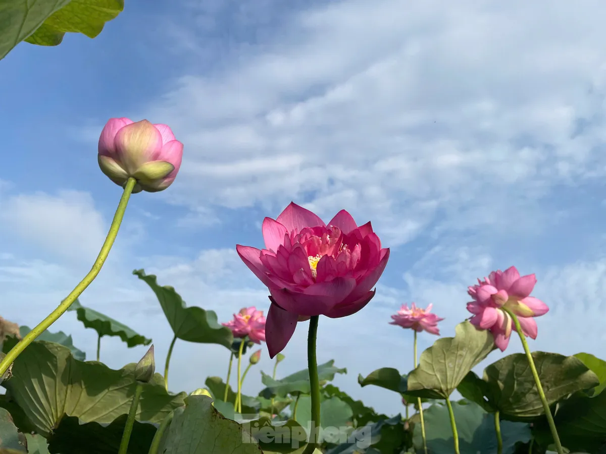 'Biến' vùng đất hoang hóa thành đầm sen thu tiền triệu mỗi ngày ảnh 3