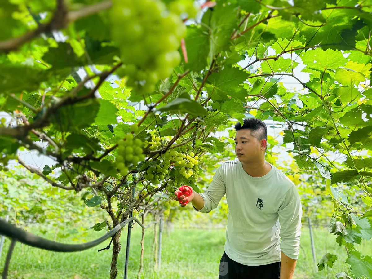 Vườn dưa, nho bạc tỉ của chàng kỹ sư đam mê làm nông nghiệp sạch ảnh 8