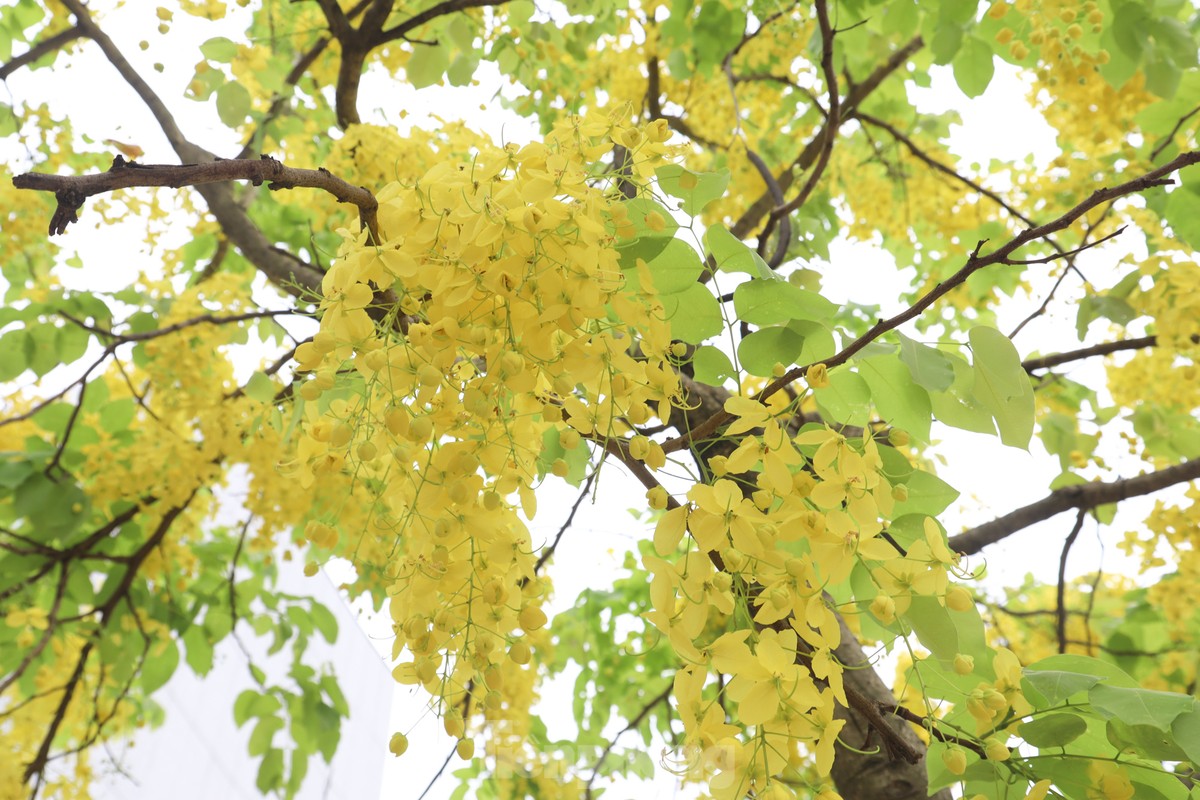 https://image.tienphong.vn/w1200/Uploaded/2025/dg-eczyrelt/2023_05_12/tp-hoa-muong-yen-4-797.jpg https://image.tienphong.vn/w1200/Uploaded/2025/dg-eczyrelt/2023_05_12/tp-hoa-muong-yen-4-797.jpg