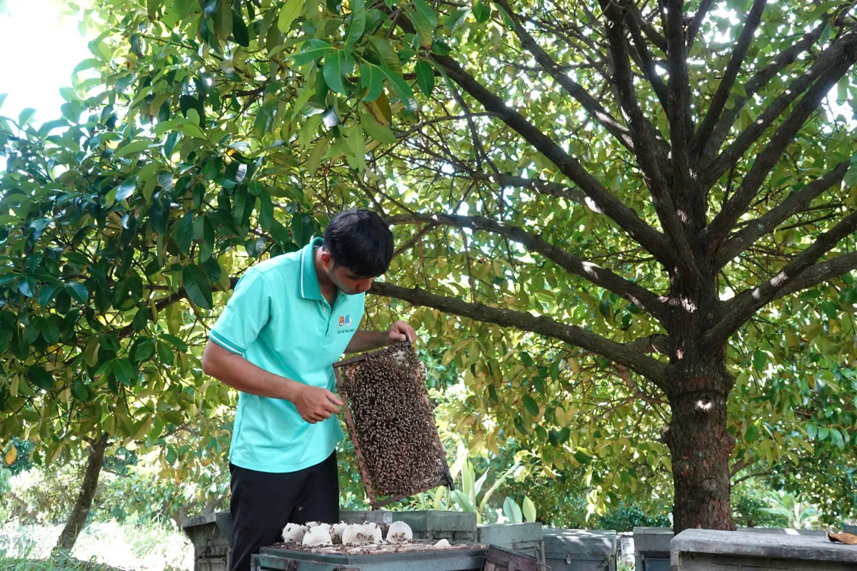Thanh niên Cần Thơ khởi nghiệp từ nuôi ong ảnh 1