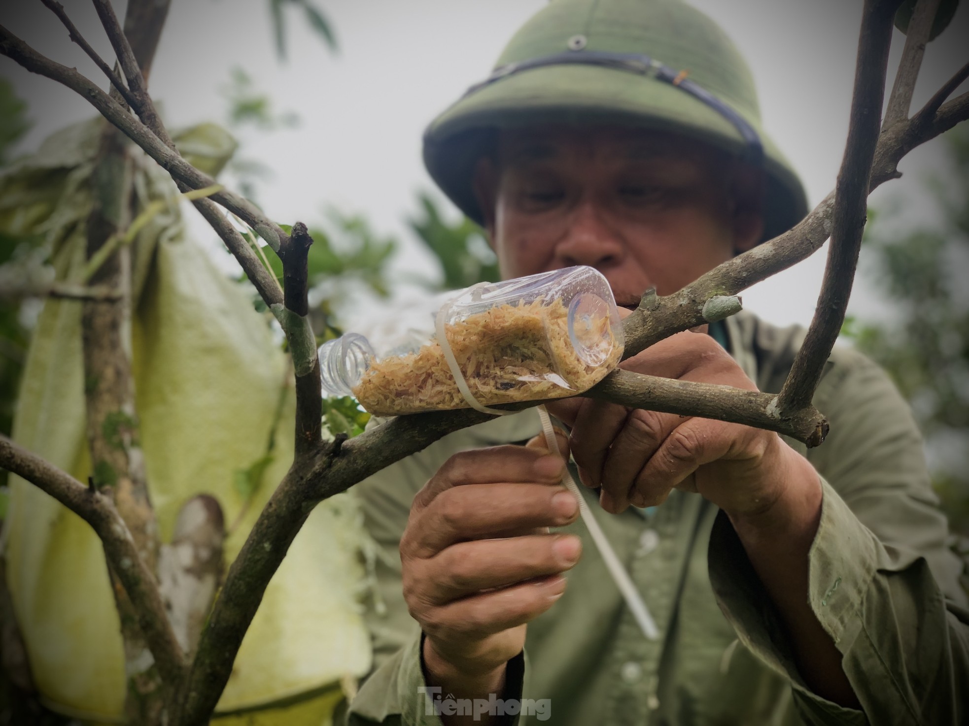 Tuyệt chiêu nuôi kiến vàng bảo vệ rừng cam của lão nông Hà Tĩnh ảnh 5