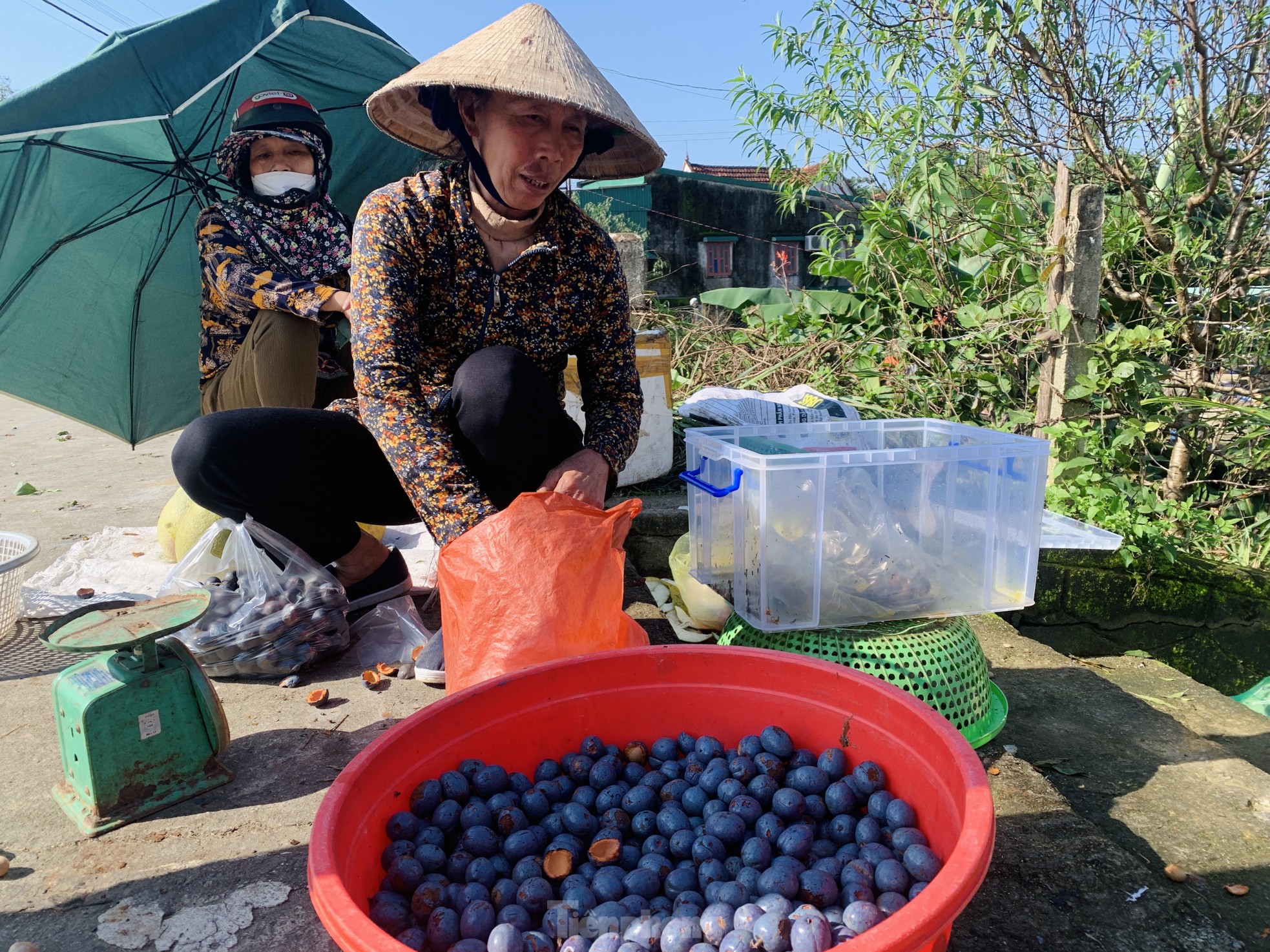 'Lên đời' nhờ loài cây mọc hoang trở thành món đặc sản ảnh 14