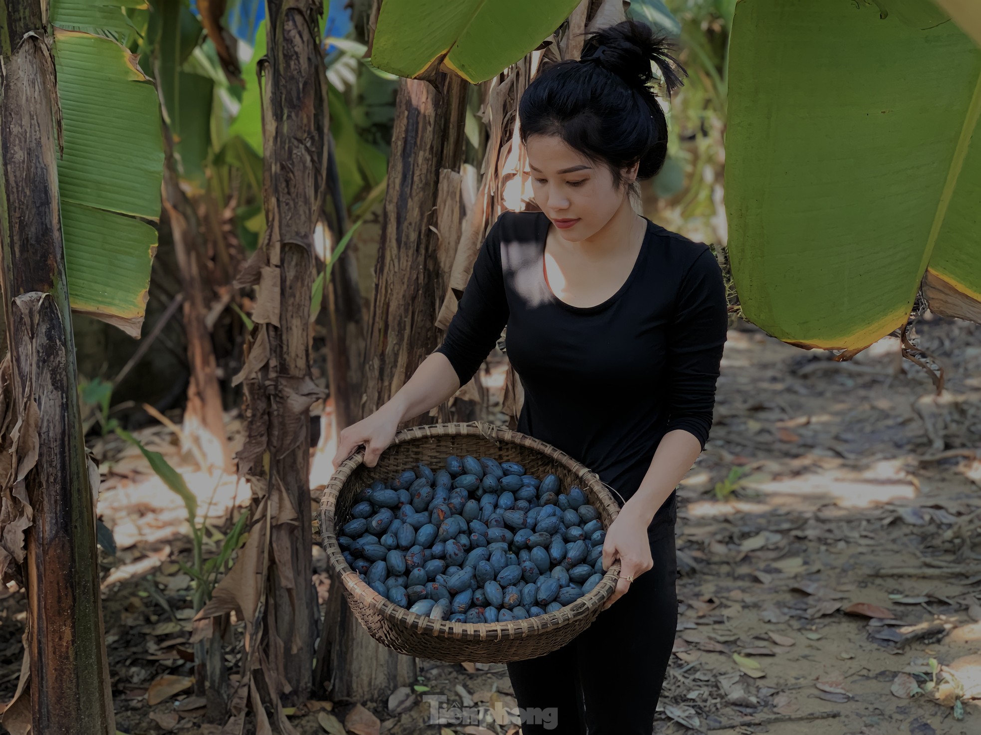 'Lên đời' nhờ loài cây mọc hoang trở thành món đặc sản ảnh 13