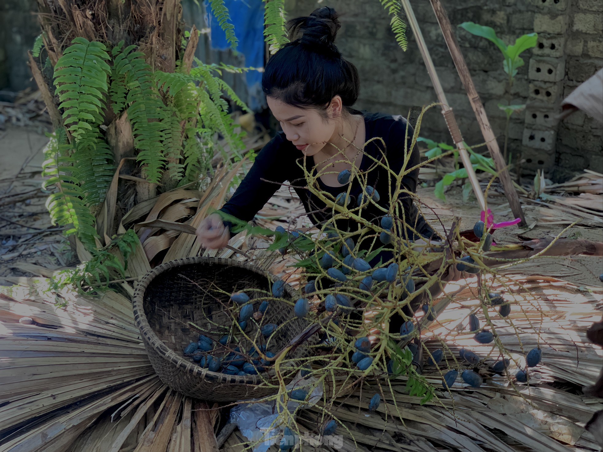 'Lên đời' nhờ loài cây mọc hoang trở thành món đặc sản ảnh 6