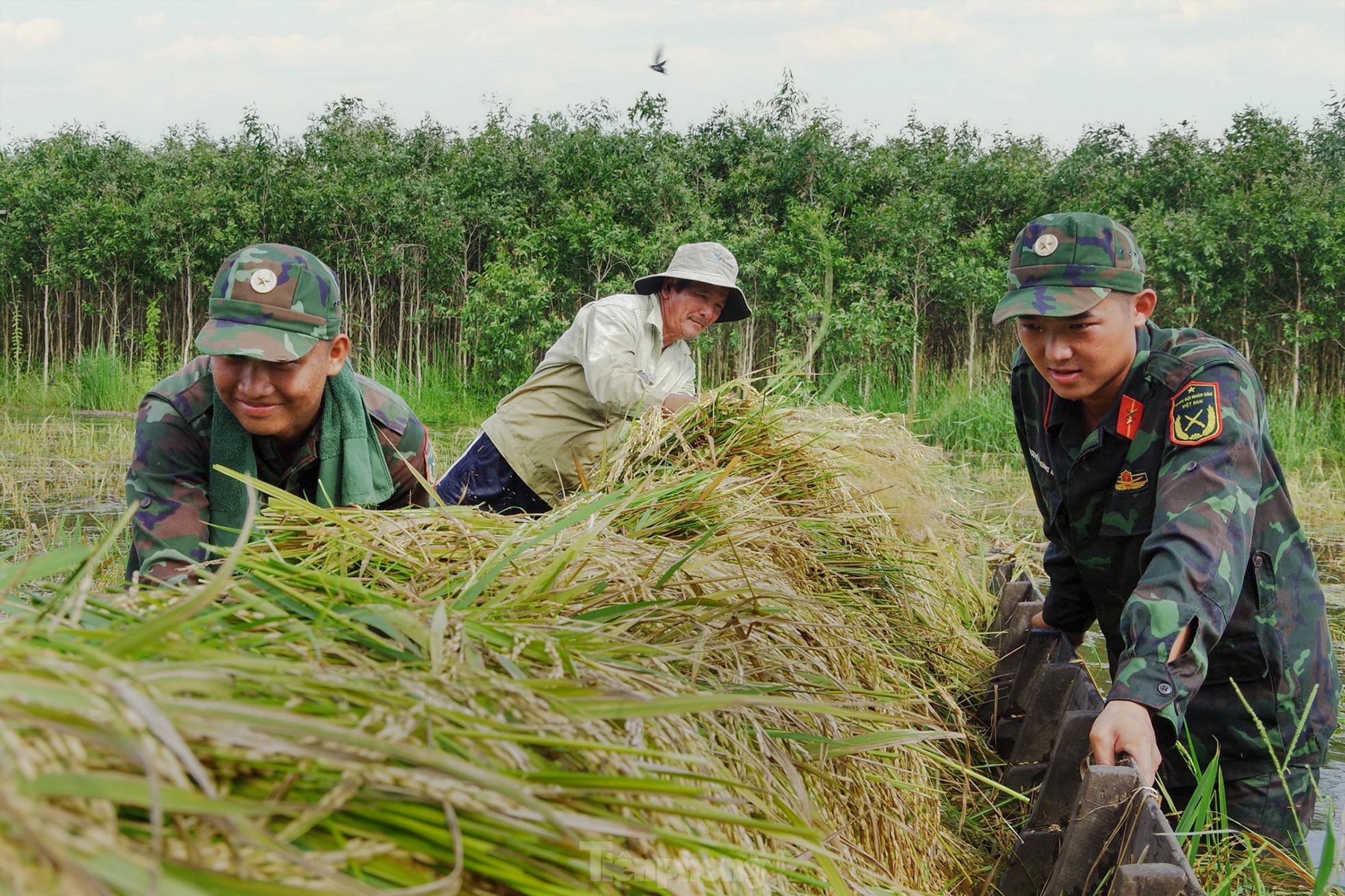 Hình ảnh chiến sĩ ngâm mình trong nước giúp dân cứu lúa ảnh 10