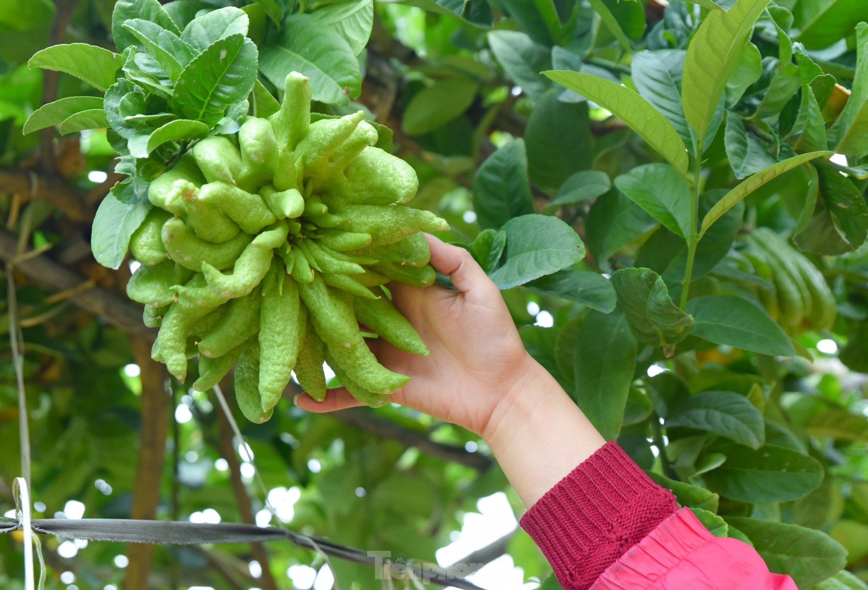 Làng trồng quả 'bàn tay Phật' lớn nhất miền Bắc tất bật vào vụ Tết Giáp Thìn ảnh 8