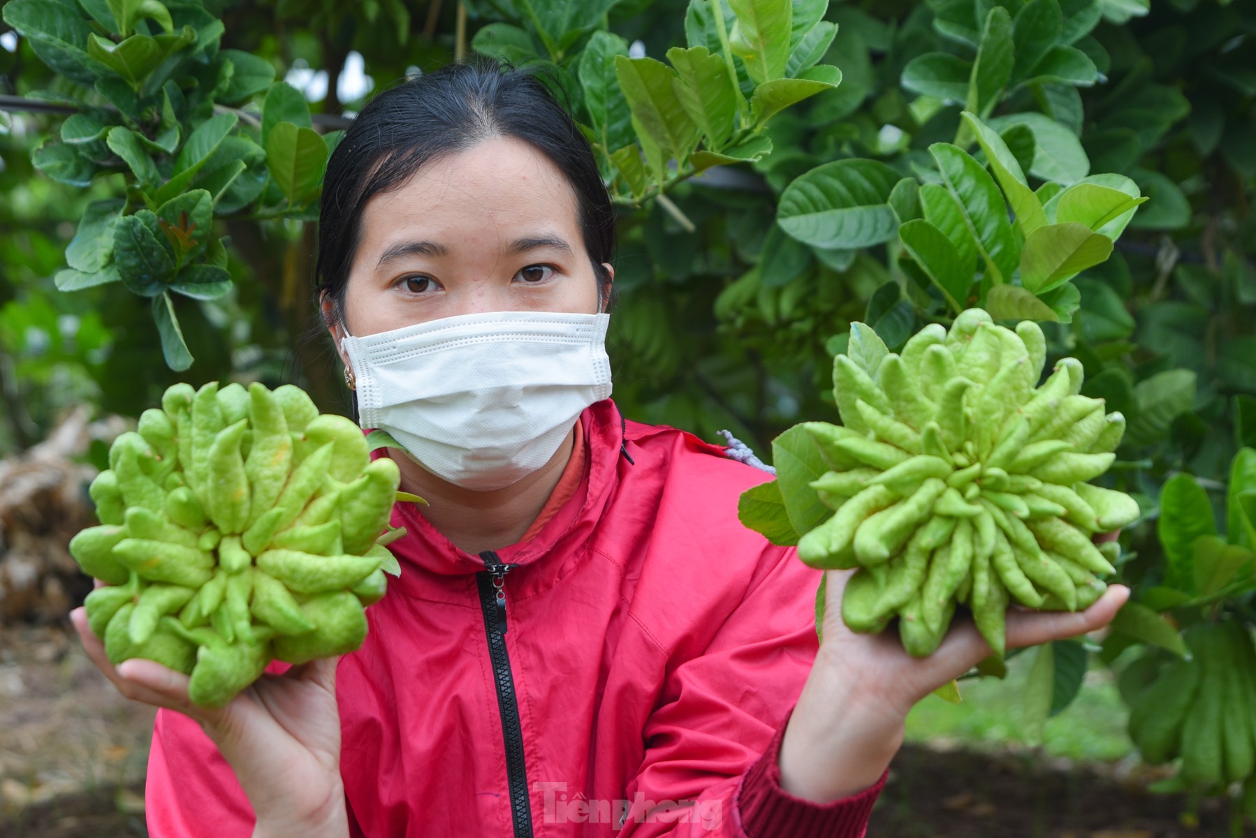 Làng trồng quả 'bàn tay Phật' lớn nhất miền Bắc tất bật vào vụ Tết Giáp Thìn ảnh 7