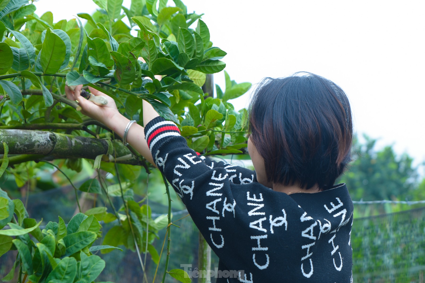 Làng trồng quả 'bàn tay Phật' lớn nhất miền Bắc tất bật vào vụ Tết Giáp Thìn ảnh 3