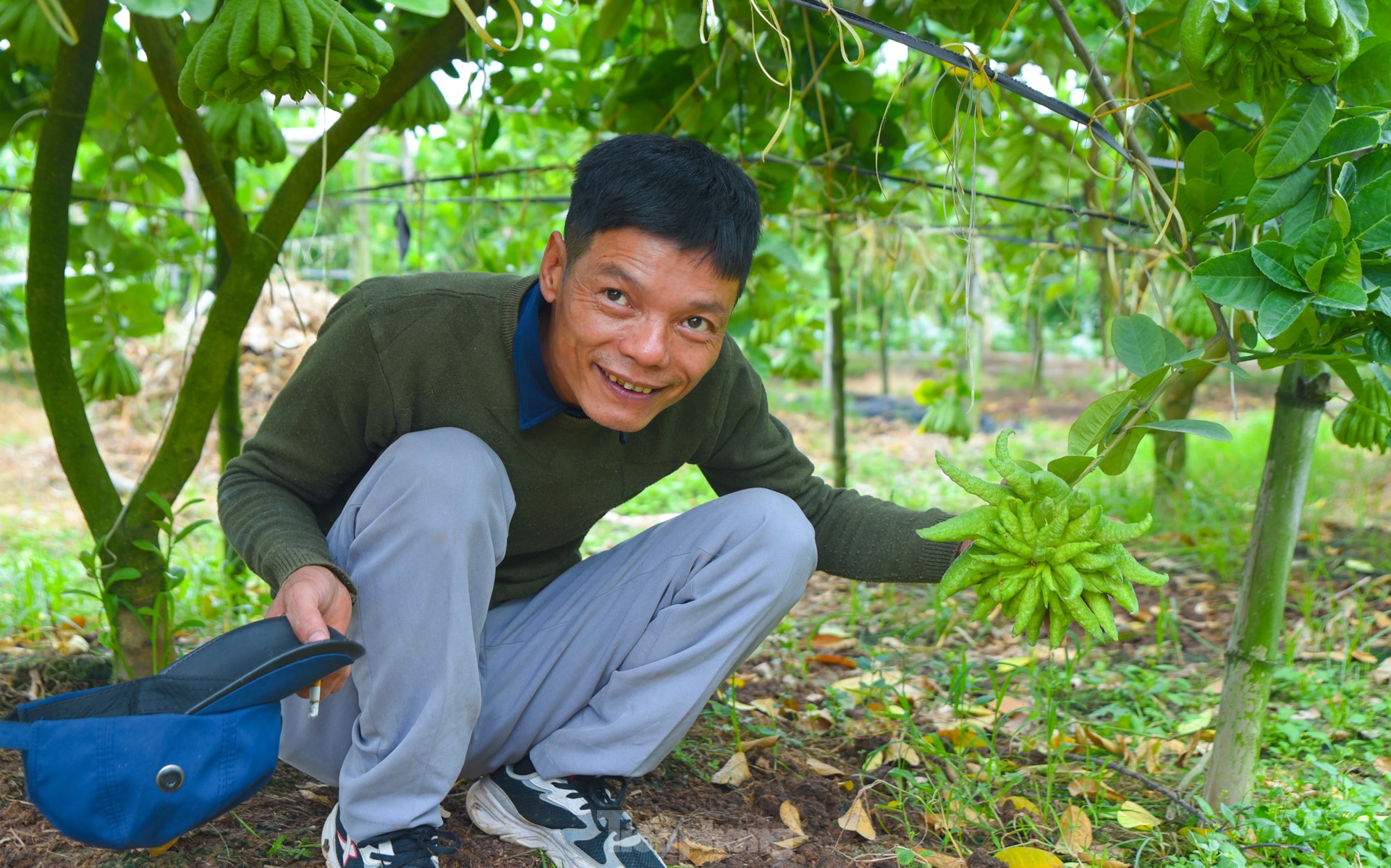 Làng trồng quả 'bàn tay Phật' lớn nhất miền Bắc tất bật vào vụ Tết Giáp Thìn ảnh 12