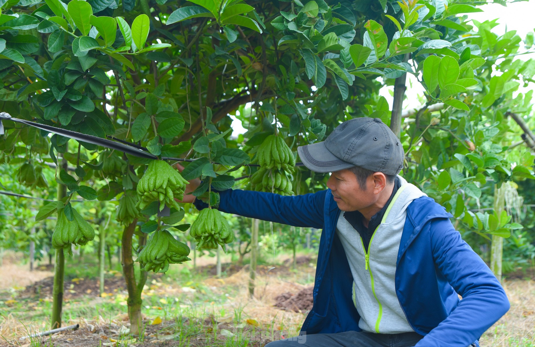 Làng trồng quả 'bàn tay Phật' lớn nhất miền Bắc tất bật vào vụ Tết Giáp Thìn ảnh 11