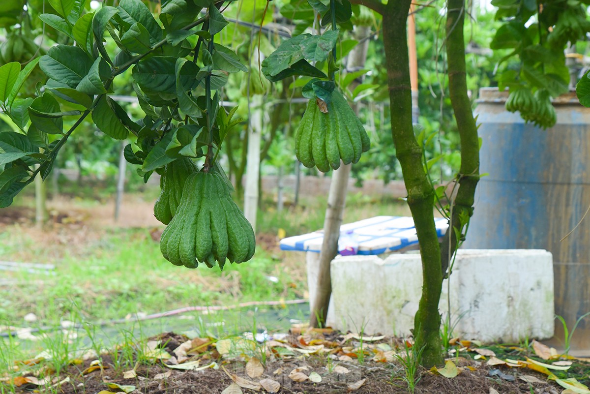 Làng trồng quả 'bàn tay Phật' lớn nhất miền Bắc tất bật vào vụ Tết Giáp Thìn ảnh 13