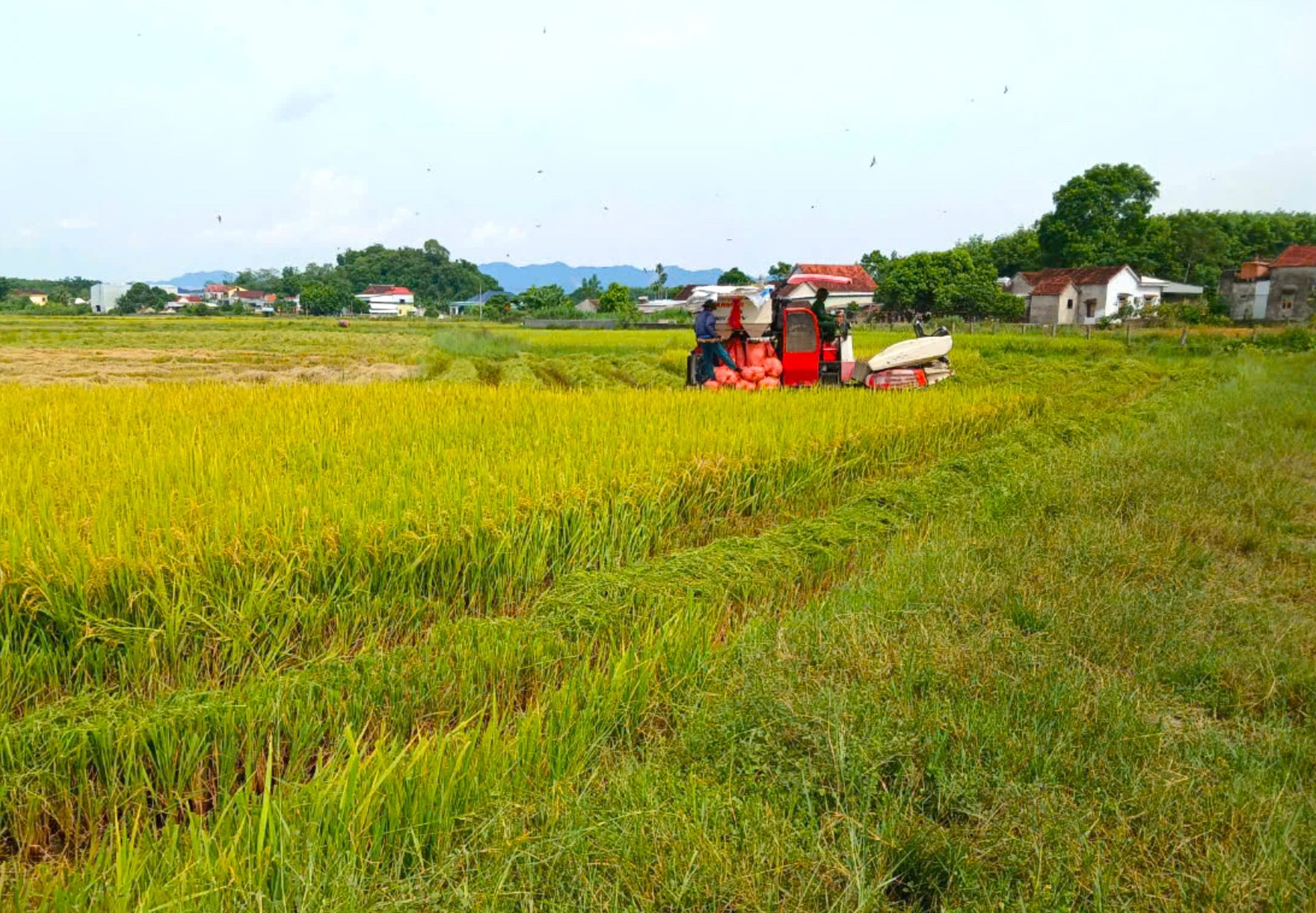 Thanh niên cùng chiến sĩ công an gặt lúa chạy bão giúp người dân ảnh 14