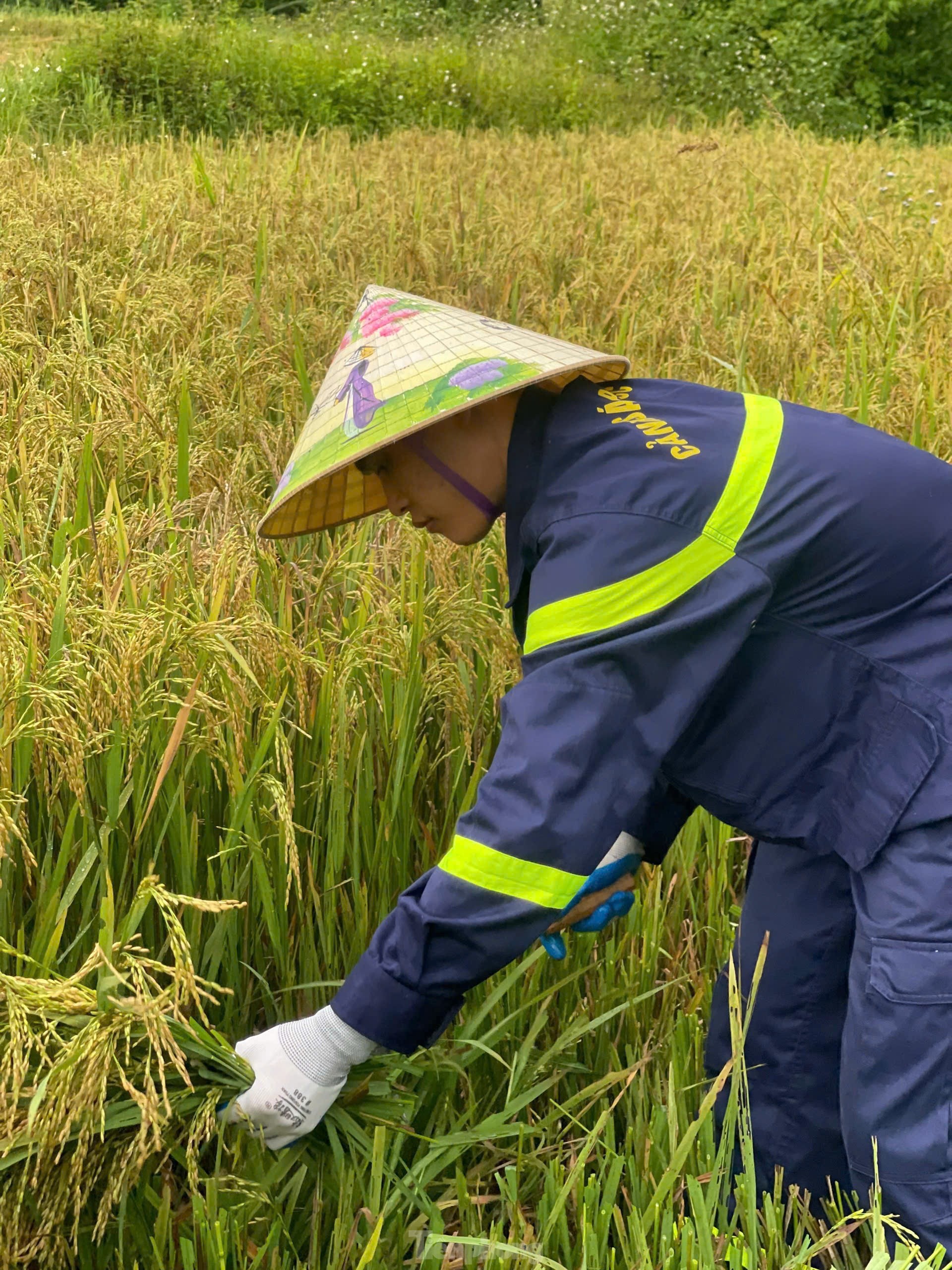 Thanh niên cùng chiến sĩ công an gặt lúa chạy bão giúp người dân ảnh 7