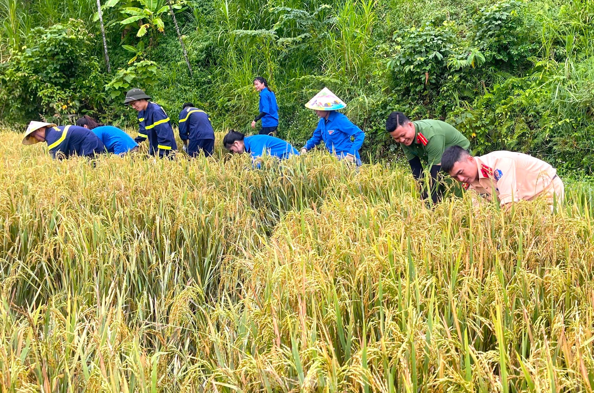 Thanh niên cùng chiến sĩ công an gặt lúa chạy bão giúp người dân ảnh 4