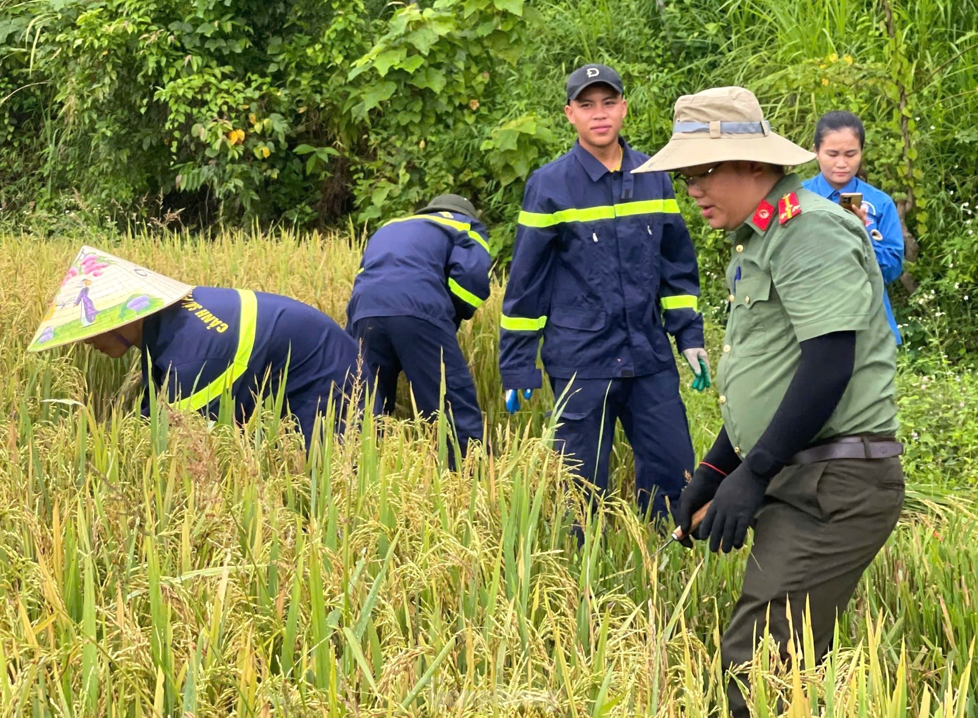 Thanh niên cùng chiến sĩ công an gặt lúa chạy bão giúp người dân ảnh 9