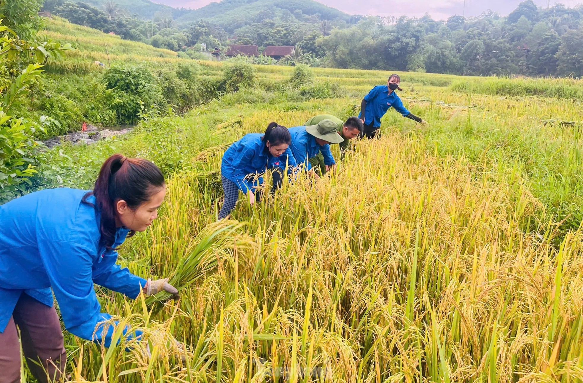 Thanh niên cùng chiến sĩ công an gặt lúa chạy bão giúp người dân ảnh 6