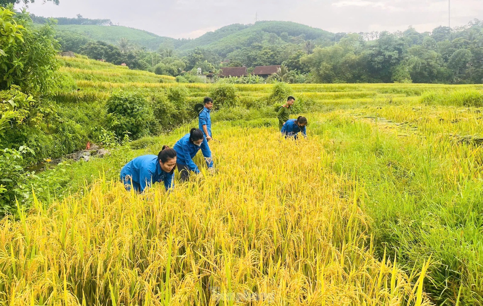 Thanh niên cùng chiến sĩ công an gặt lúa chạy bão giúp người dân ảnh 2