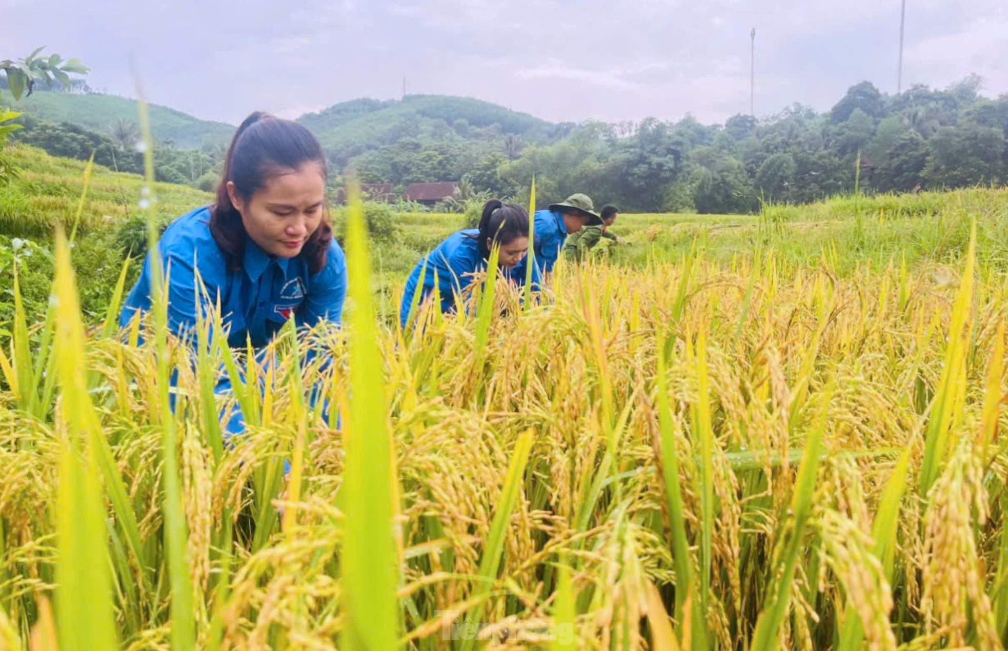 Thanh niên cùng chiến sĩ công an gặt lúa chạy bão giúp người dân ảnh 10