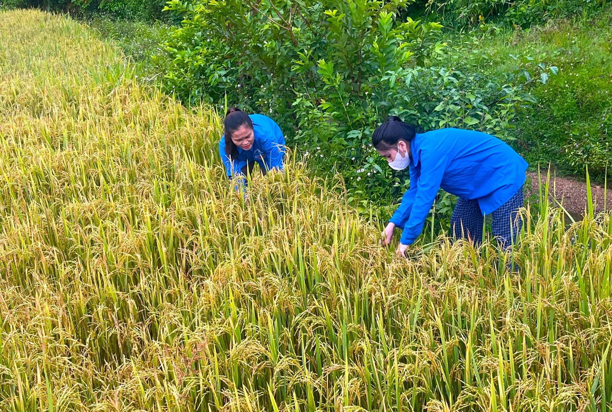 Thanh niên cùng chiến sĩ công an gặt lúa chạy bão giúp người dân ảnh 5