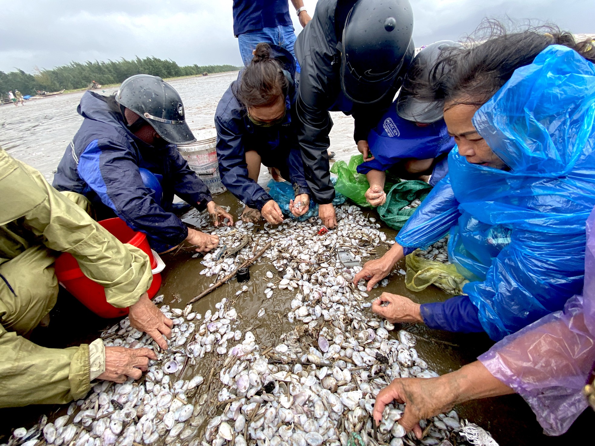 'Lộc biển' dạt trắng bờ, dân ra nhặt từng tải về ăn ảnh 8