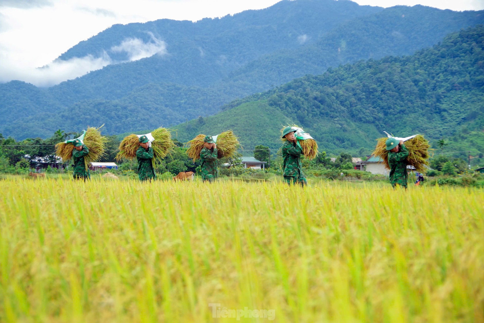 Rộn ràng ngày mùa nơi biên giới A Lưới ảnh 9