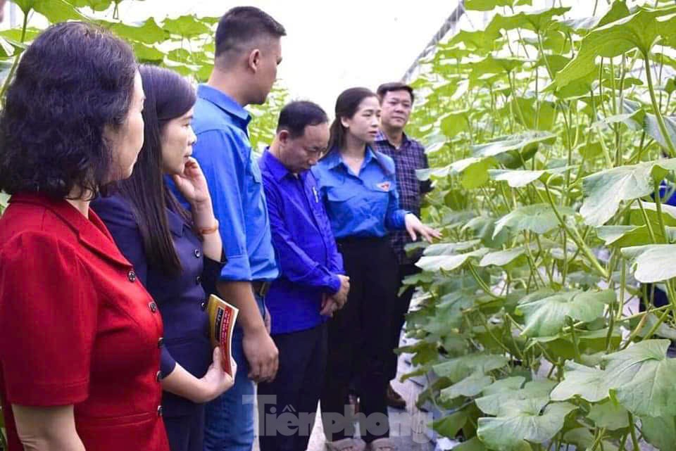 Thanh niên Tuyên Quang khởi nghiệp thành công với nông nghiệp công nghệ cao ảnh 3