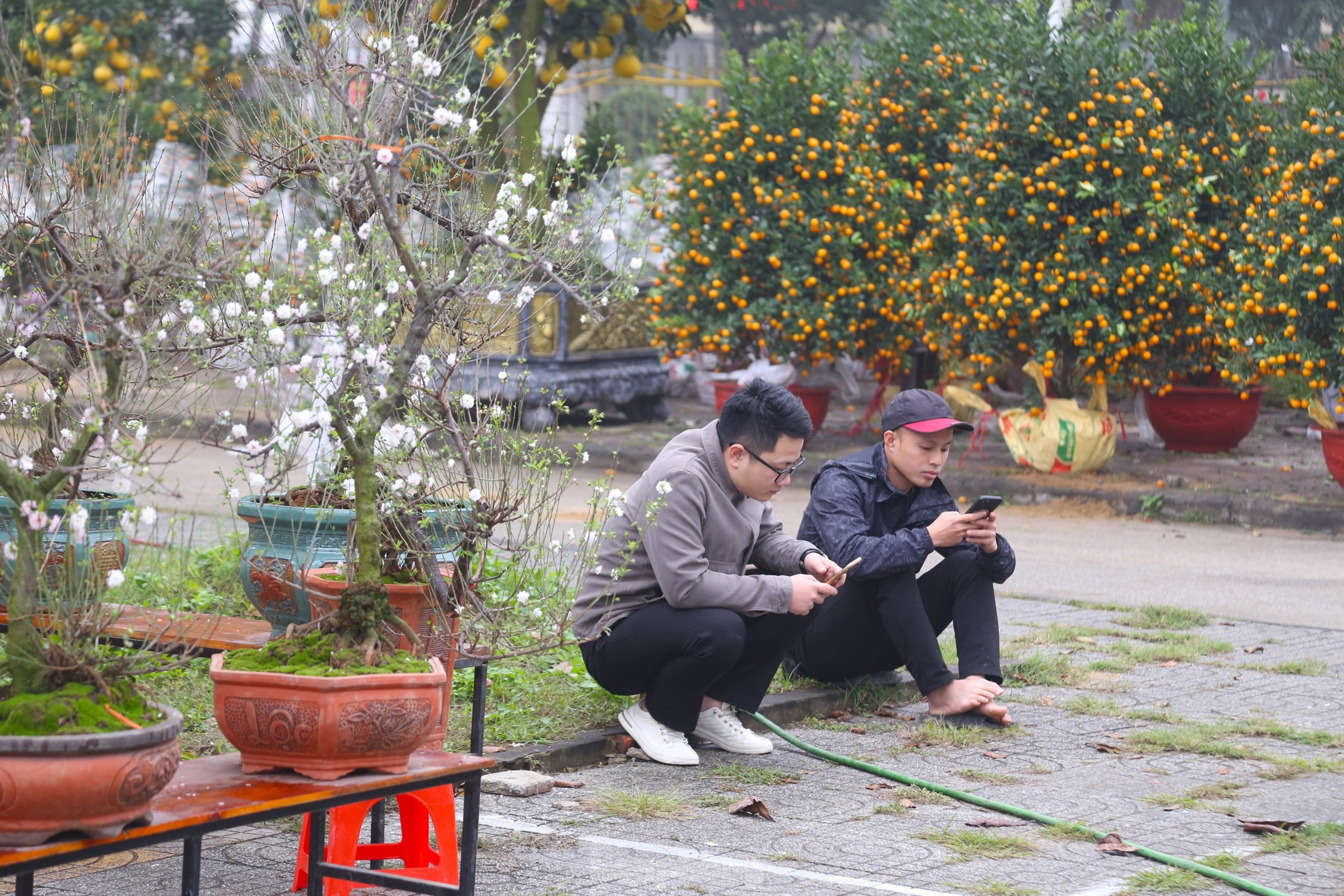 Dân buôn đào quất Tết như 'ngồi trên đống lửa' ảnh 9