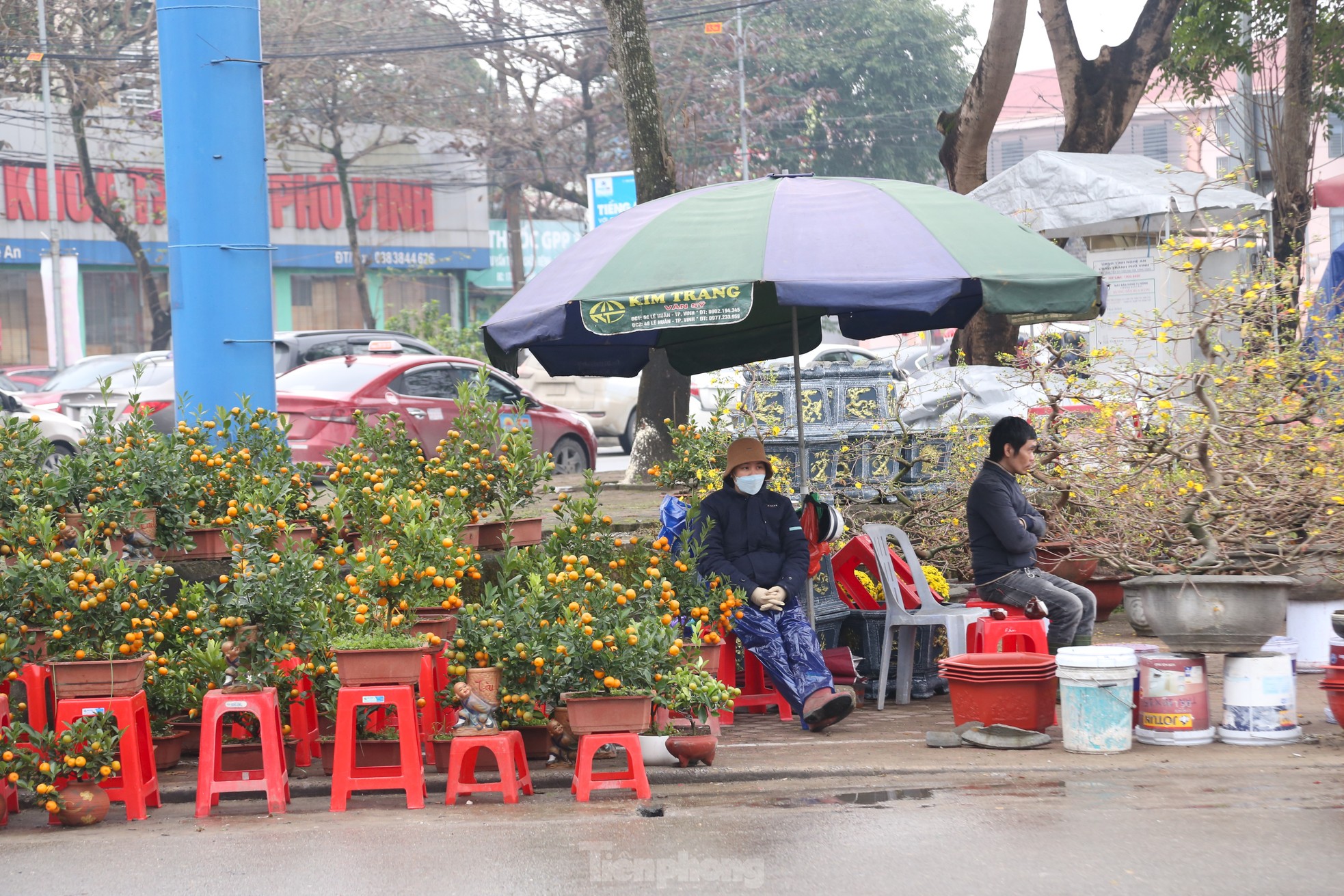 Dân buôn đào quất Tết như 'ngồi trên đống lửa' ảnh 8