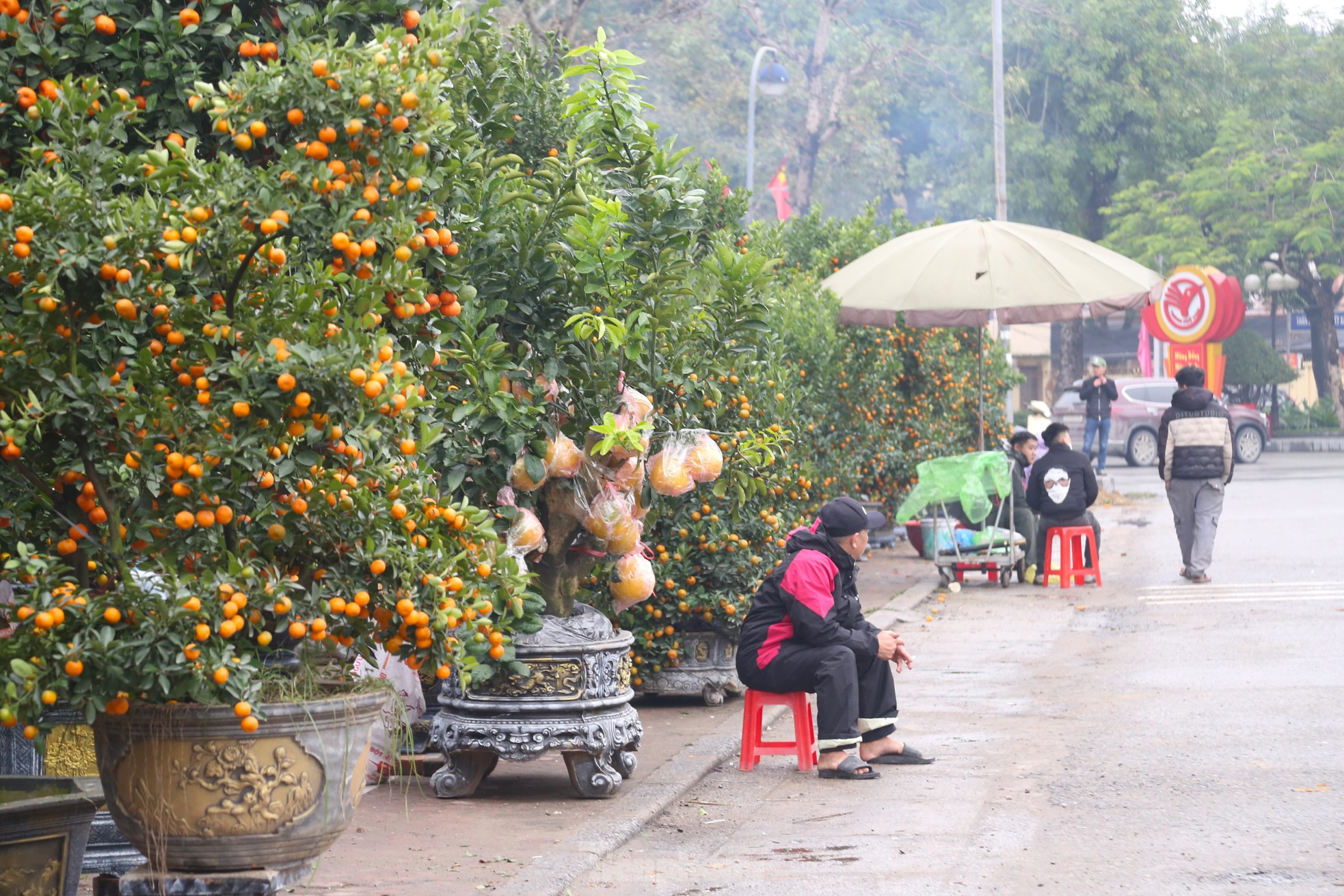 Dân buôn đào quất Tết như 'ngồi trên đống lửa' ảnh 1