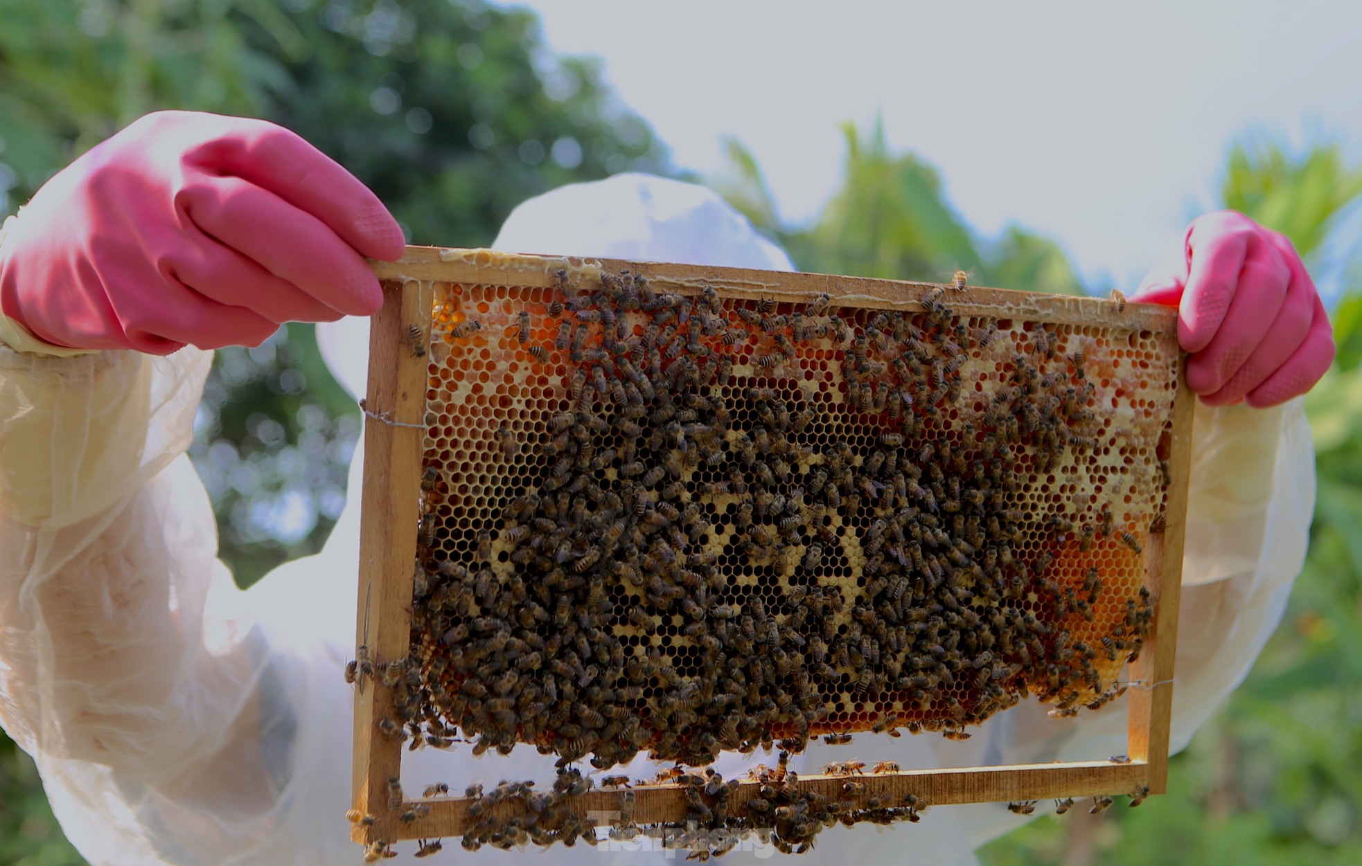 Nghề đưa ong rừng về nuôi lấy mật, mỗi mùa thu hàng chục triệu đồng ảnh 11