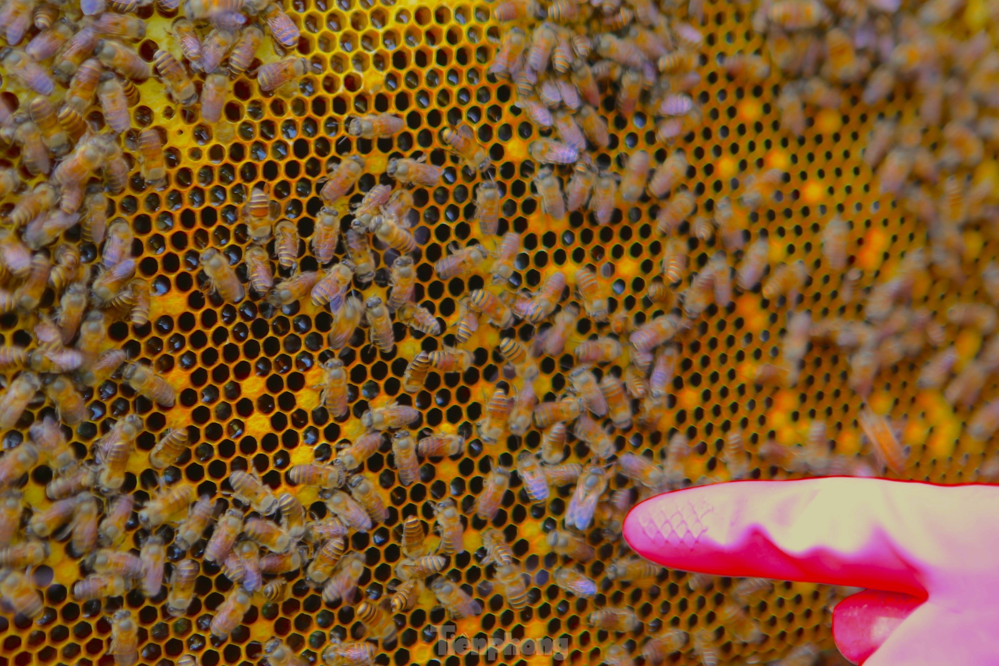 Nghề đưa ong rừng về nuôi lấy mật, mỗi mùa thu hàng chục triệu đồng ảnh 16
