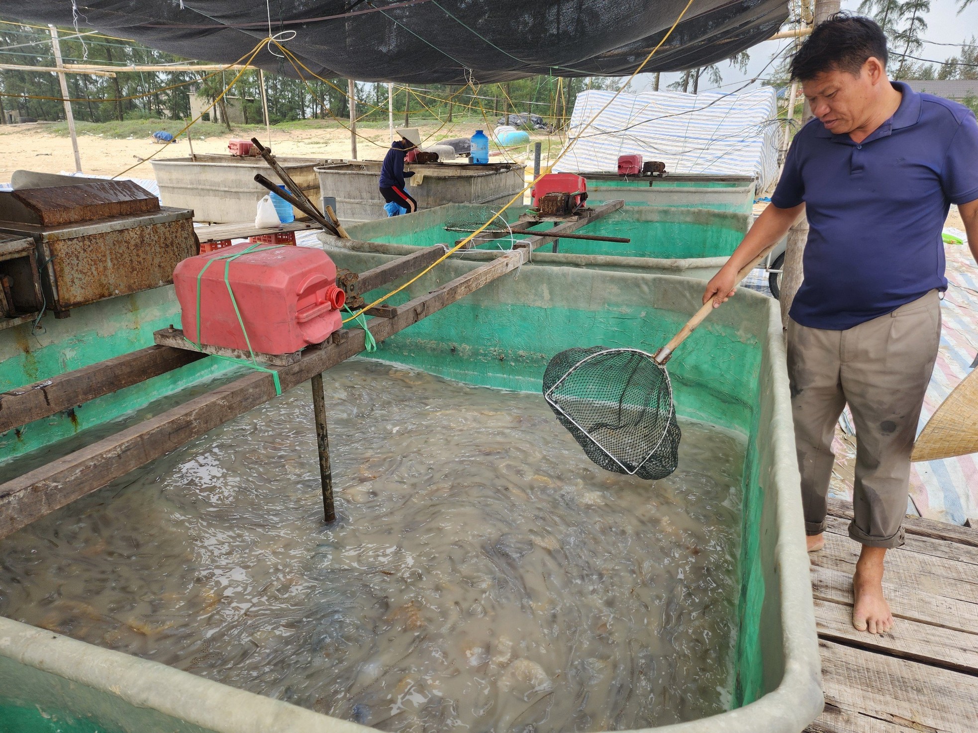 Ha Tinh fishermen harvest jellyfish during the jellyfish harvest season, earning millions every day photo 7