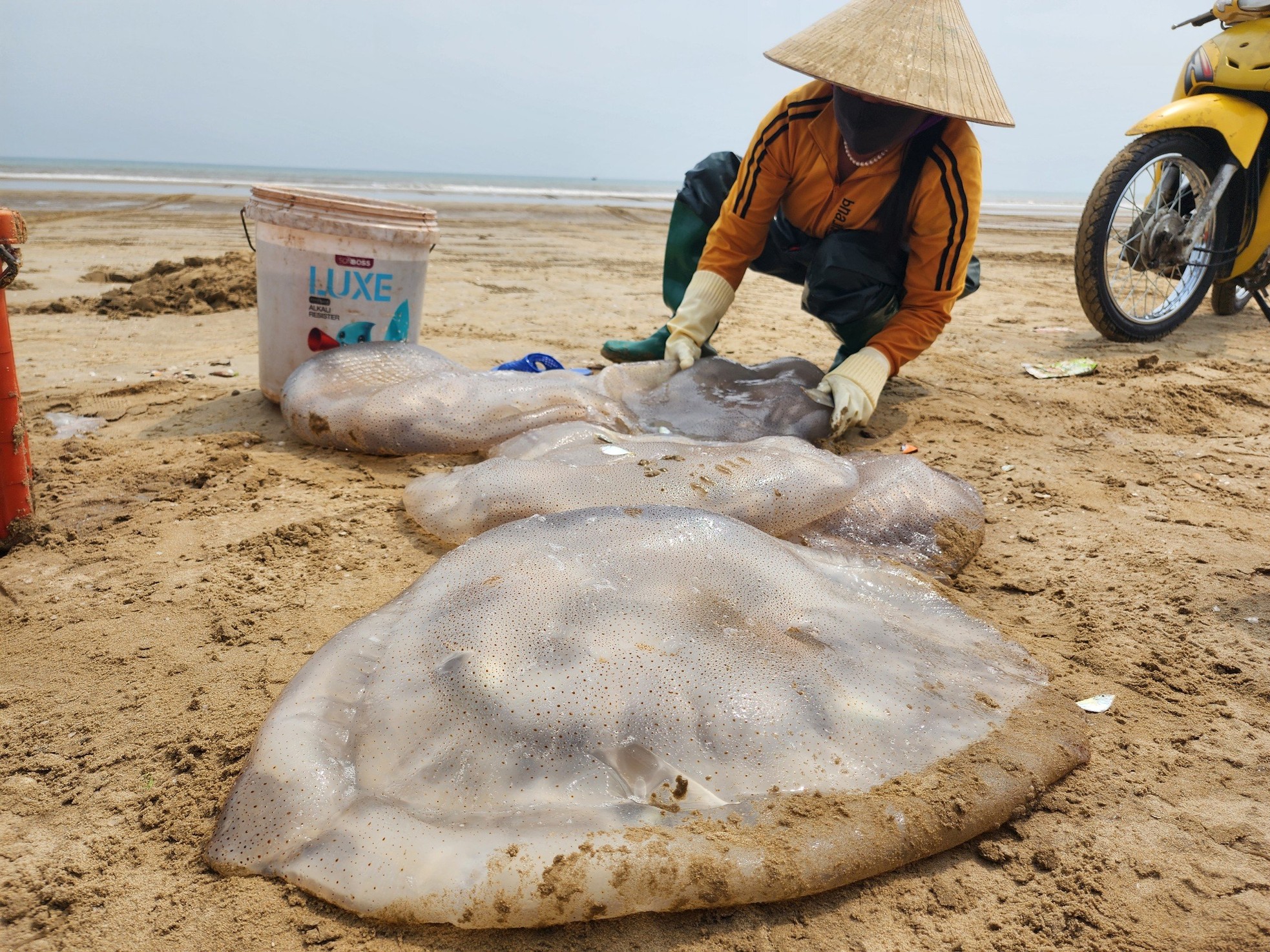 Ha Tinh fishermen harvest jellyfish, earning millions every day photo 1