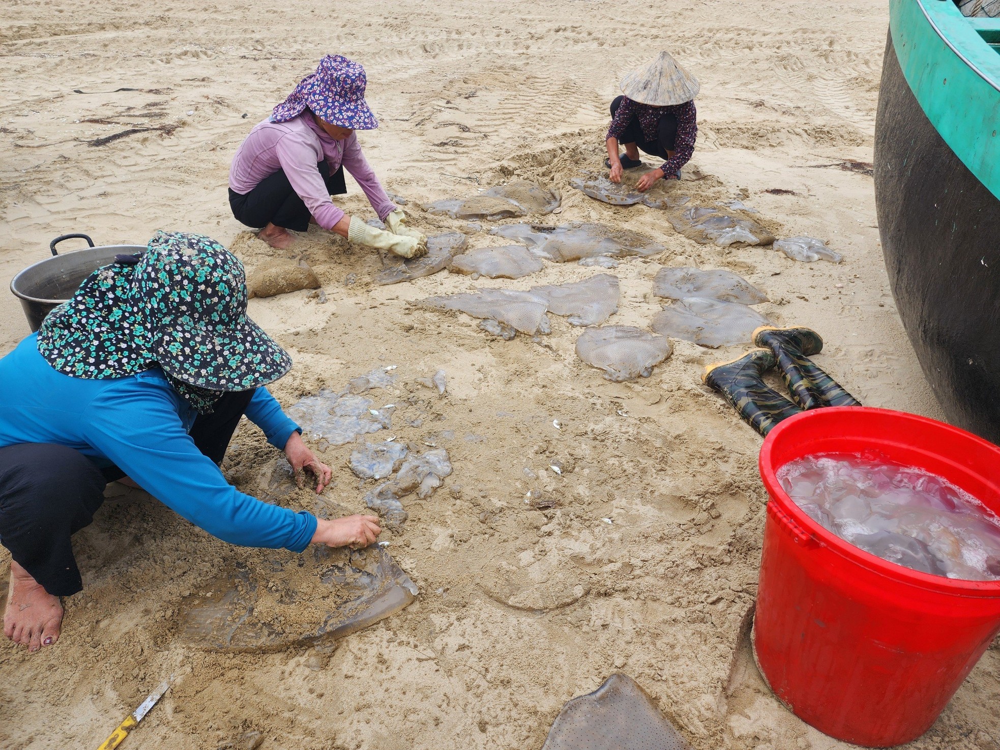 Ha Tinh fishermen harvest jellyfish during the jellyfish harvest season, earning millions every day photo 2