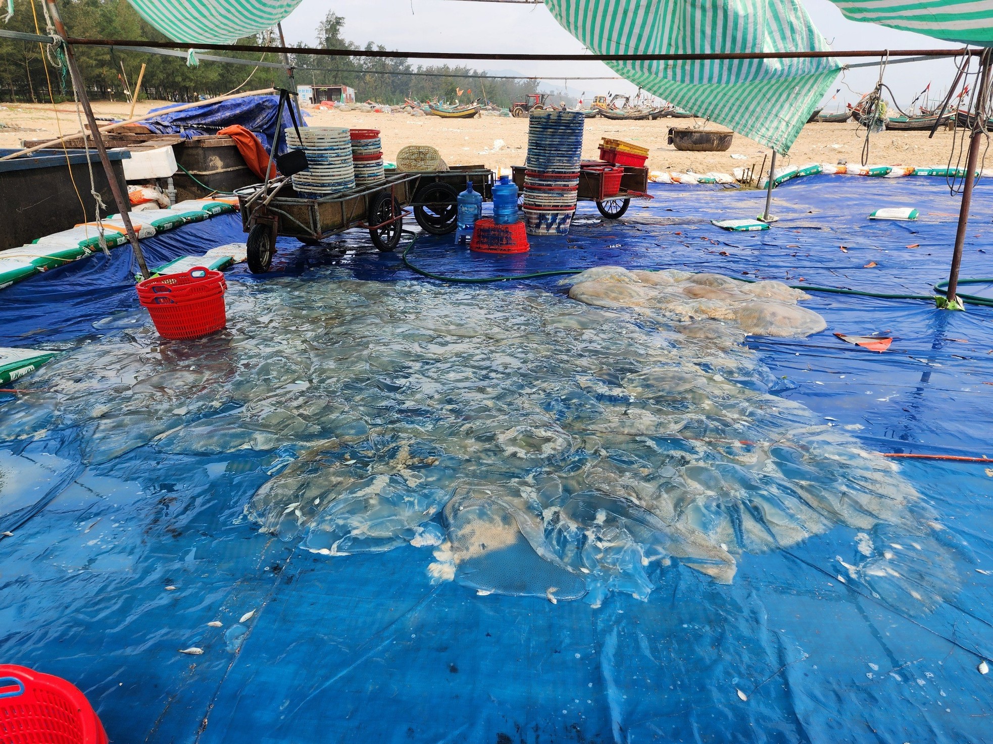 Ha Tinh fishermen harvest jellyfish during the jellyfish harvest season, earning millions every day photo 6