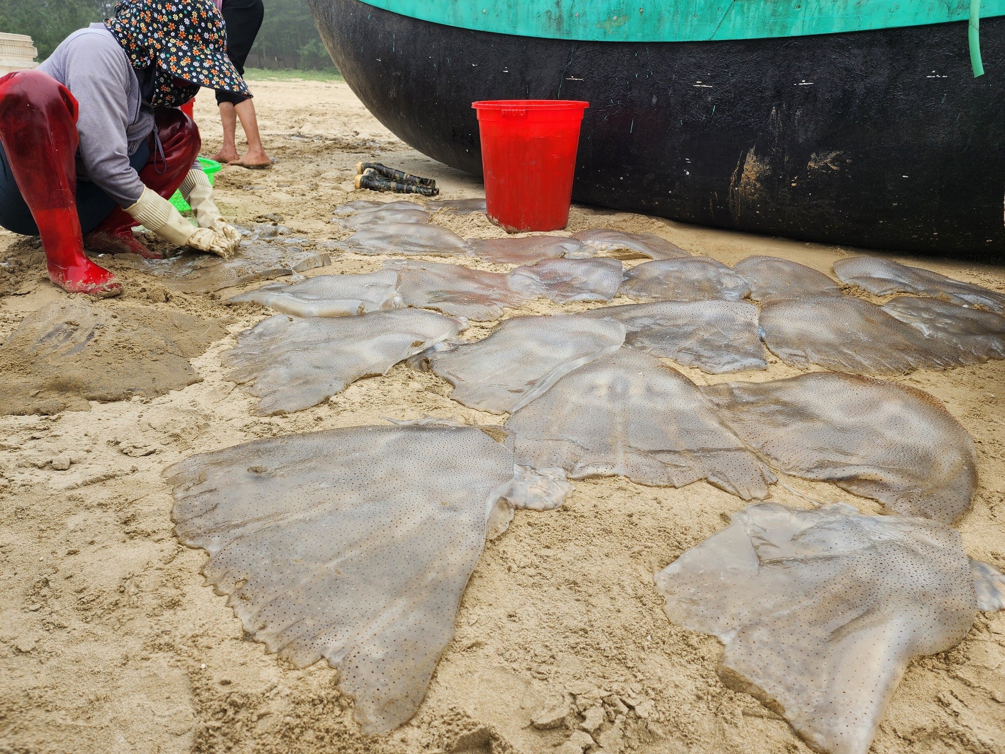 Ha Tinh fishermen harvest jellyfish during the jellyfish harvest season, earning millions every day photo 11