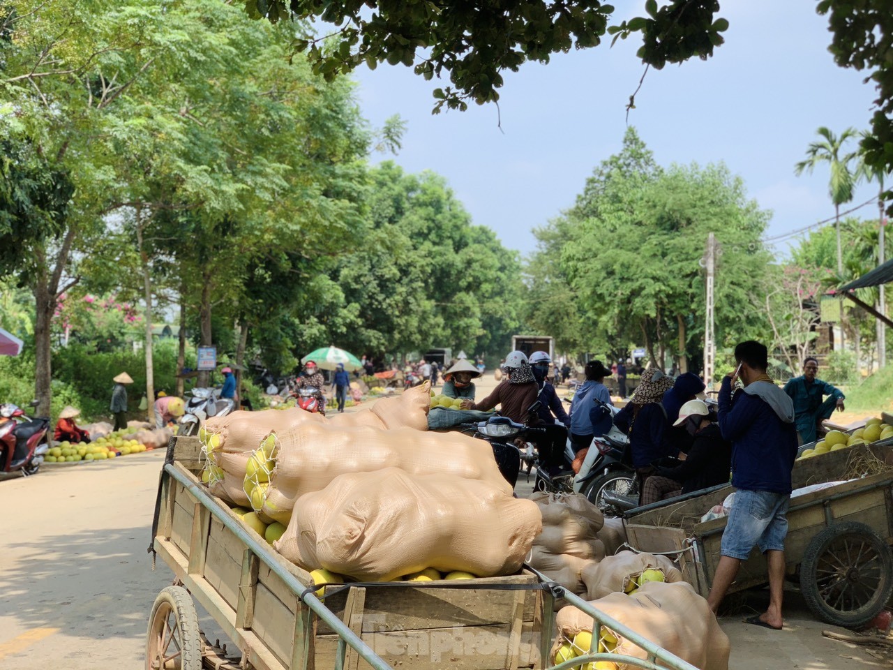 Độc đáo phiên chợ 'đệ nhất danh quả' nức tiếng Hà Tĩnh ảnh 5